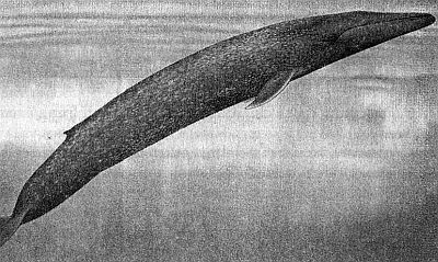 100 великих рекордов живой природы - i_095.jpg