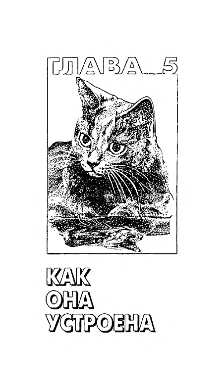 200 Кошачьих 