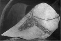 Доисторическая Европа. - i_014.jpg