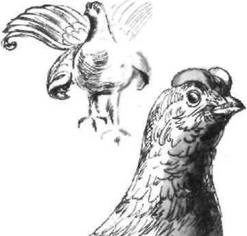 Рассказ аэронавта - image12.jpg