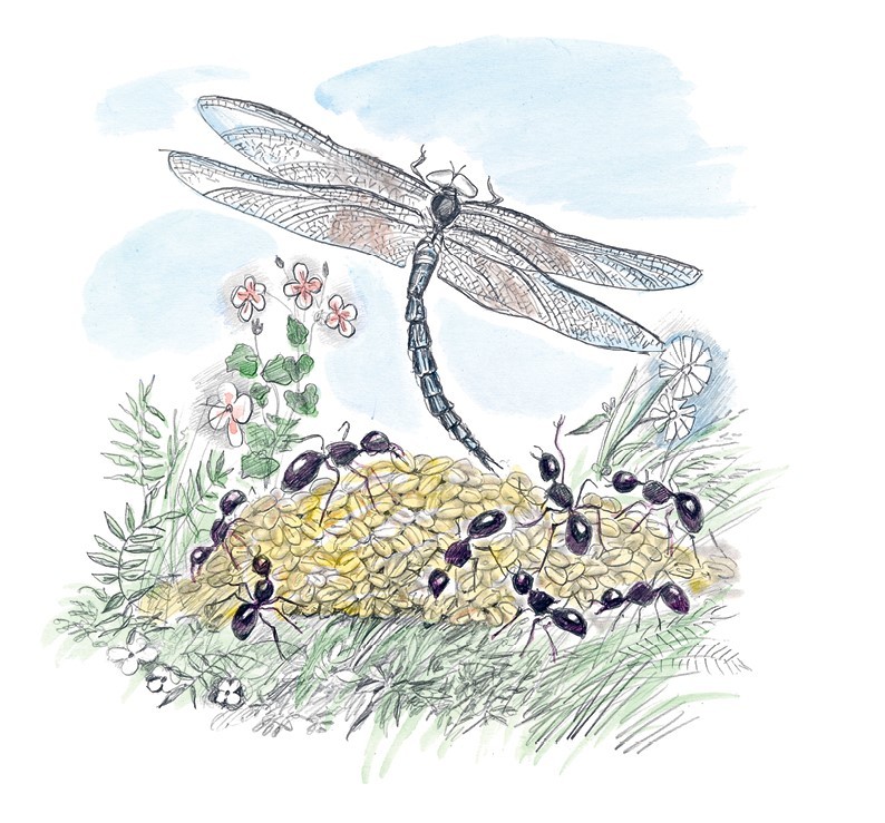 Три медведя. Сказки, басни, были (сборник) - i_010.jpg