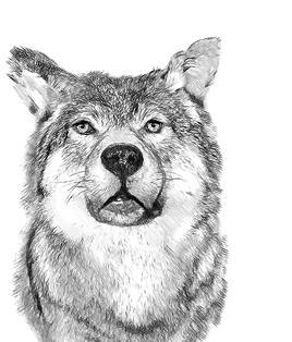 Белый клык (сборник). С комментариями для школьников - i_016.jpg