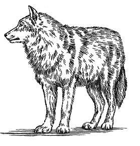 Белый клык (сборник). С комментариями для школьников - i_017.jpg