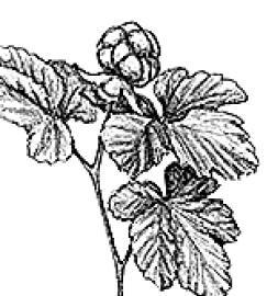 Белый клык (сборник). С комментариями для школьников - i_020.jpg