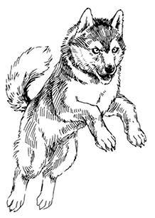 Белый клык (сборник). С комментариями для школьников - i_024.jpg