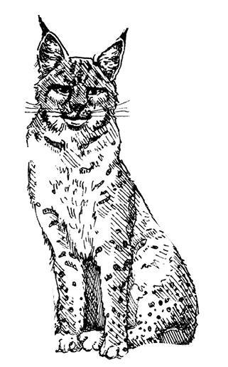 Белый клык (сборник). С комментариями для школьников - i_042.jpg