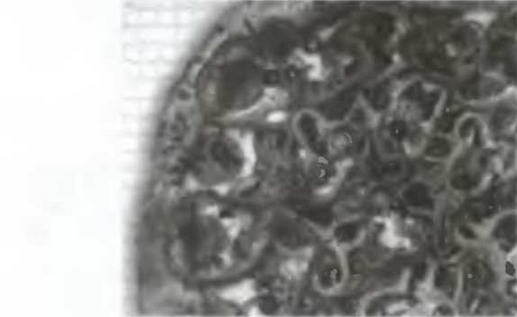 Знание-сила, 2005 № 05 (935) - _60.jpg