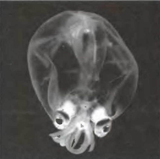 Знание-сила, 2005 № 05 (935) - _41.jpg