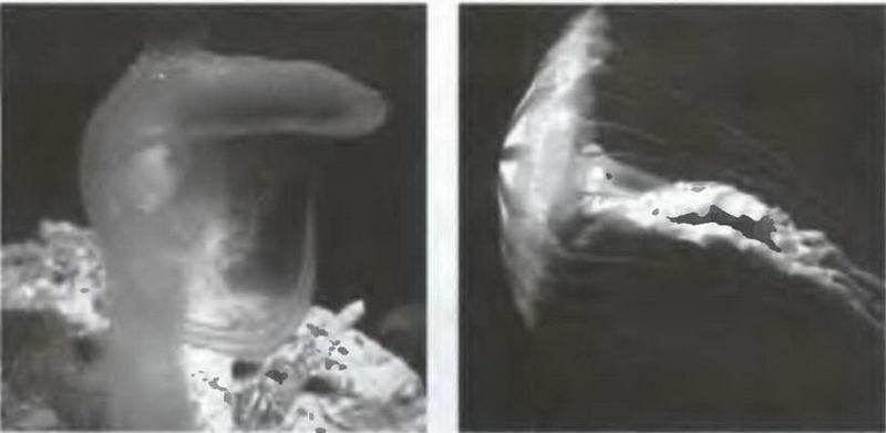 Знание-сила, 2005 № 05 (935) - _42.jpg