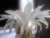 Альфа. Омега...и... (СИ) - автор 