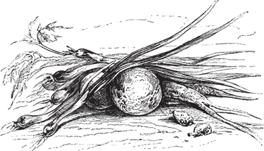 Дон Кихот (с иллюстрациями) (перевод Энгельгардта) - i_053.png