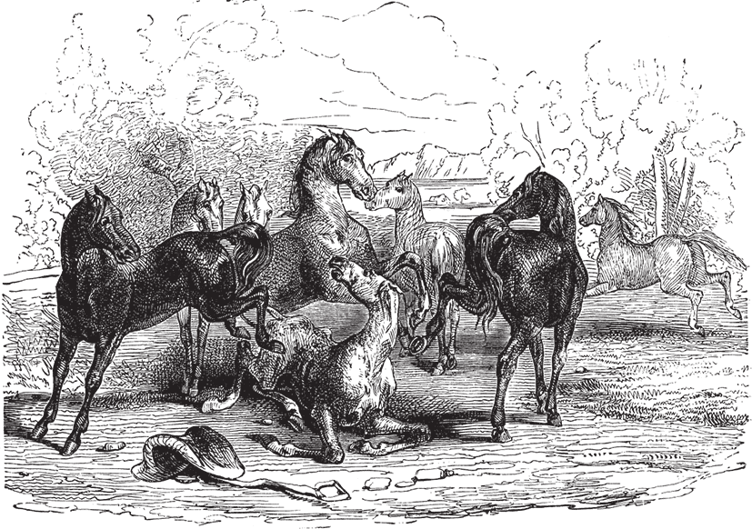 Дон Кихот (с иллюстрациями) (перевод Энгельгардта) - i_057.png