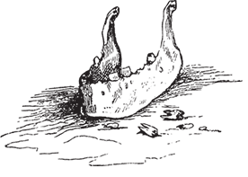 Дон Кихот (с иллюстрациями) (перевод Энгельгардта) - i_084.png