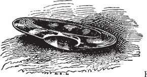 Дон Кихот (с иллюстрациями) (перевод Энгельгардта) - i_102.png