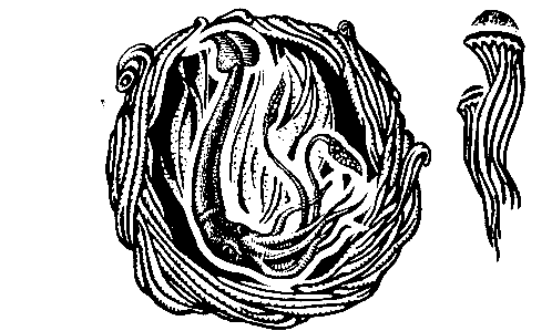 Акванавты - pic_6.png