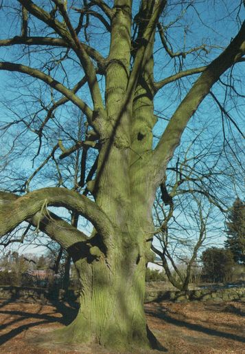 Сияние Вышних Богов и крамешники - f21.jpg