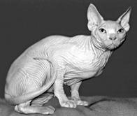 Кошки - сфинксы - i_001.jpg