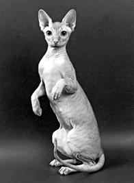 Кошки - сфинксы - i_003.jpg