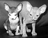 Кошки  - сфинксы - i_007.jpg