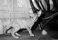 Кошки  - сфинксы - i_008.jpg