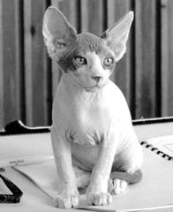 Кошки  - сфинксы - i_012.jpg