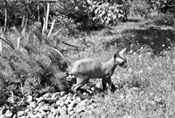 Кошки  - сфинксы - i_014.jpg