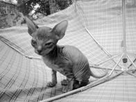 Кошки  - сфинксы - i_015.jpg