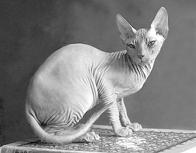 Кошки  - сфинксы - i_018.jpg