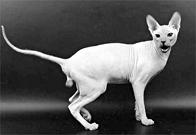 Кошки  - сфинксы - i_019.jpg