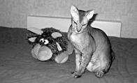 Кошки  - сфинксы - i_024.jpg