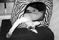 Кошки  - сфинксы - i_026.jpg