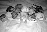 Кошки  - сфинксы - i_028.jpg