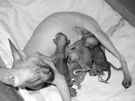 Кошки  - сфинксы - i_029.jpg