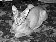 Кошки  - сфинксы - i_030.jpg