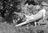 Кошки  - сфинксы - i_031.jpg