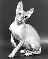 Кошки  - сфинксы - i_032.jpg