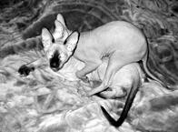 Кошки  - сфинксы - i_033.jpg