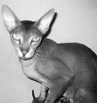 Кошки - сфинксы - i_035.jpg