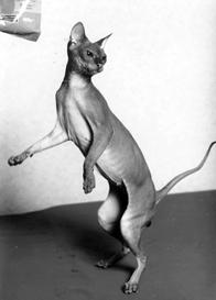 Кошки - сфинксы - i_037.jpg