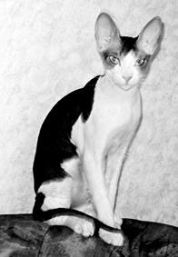 Кошки - сфинксы - i_038.jpg