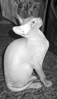 Кошки - сфинксы - i_039.jpg