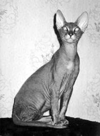 Кошки - сфинксы - i_041.jpg