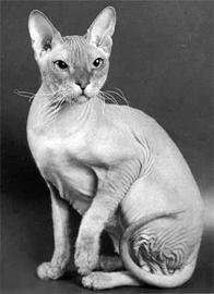 Кошки – Сфинксы - i_004.jpg