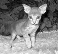 Кошки – Сфинксы - i_010.jpg