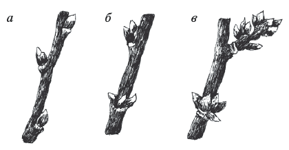 Вишня, черешня. Сорта, выращивание, уход, заготовки - _015.png