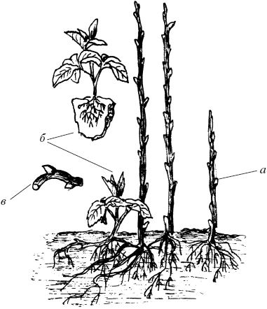 Всё о груше. Сорта, выращивание, уход - _03.png