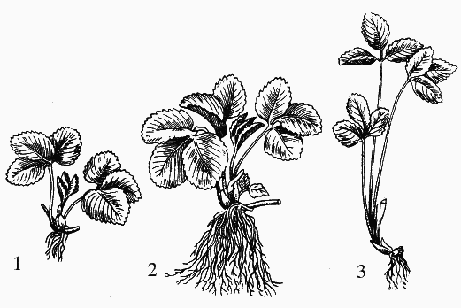 Земляника. Клубника. Сорта, уход, сезонный календарь - i_002.png