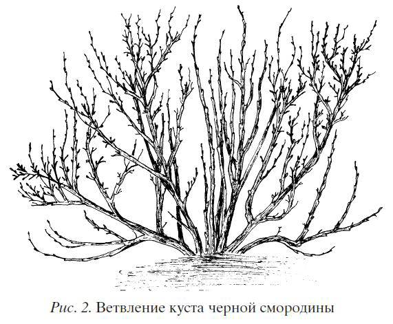 Крыжовник. Сажаем, выращиваем, заготавливаем - pict2.png