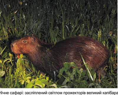 Любов і піраньї - _10.jpg