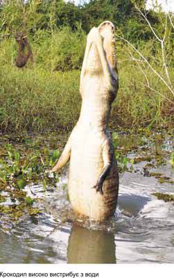 Любов і піраньї - _19.jpg